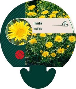 Inula ensifolia geen maat specificatie 0,55L/P9cm - afbeelding 2