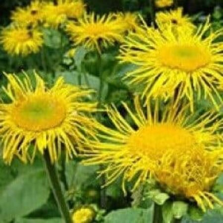 Inula helenium geen maat specificatie 0,55L/P9cm - afbeelding 2