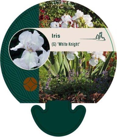 Iris (G) 'White Knight' geen maat specificatie 0,55L/P9cm