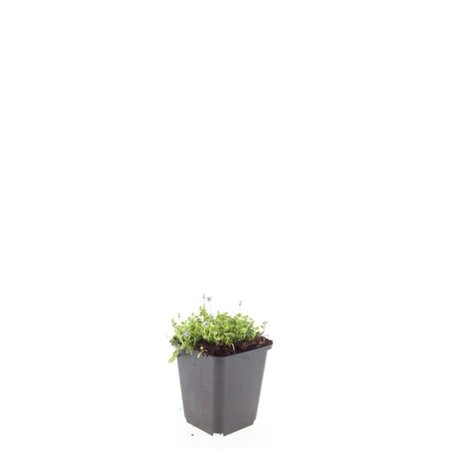 Isotoma fluviatilis geen maat specificatie 0,55L/P9cm - afbeelding 3