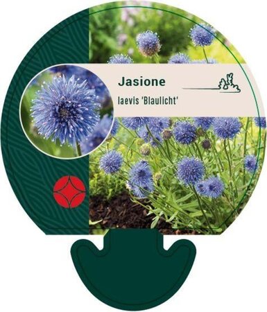 Jasione laevis 'Blaulicht' geen maat specificatie 0,55L/P9cm