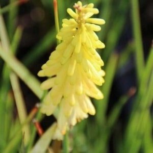 Kniphofia 'Pineapple Popsicle' geen maat specificatie 0,55L/P9cm - afbeelding 1