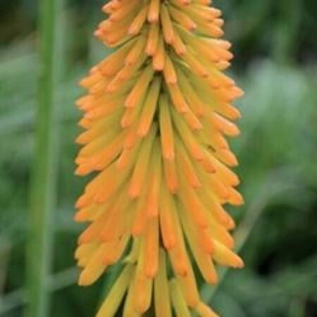 Kniphofia 'Pineapple Popsicle' geen maat specificatie 0,55L/P9cm - afbeelding 2