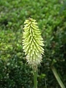 Kniphofia 'Ice Queen' geen maat specificatie 0,55L/P9cm