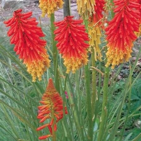 Kniphofia 'Papaya Popsicle' geen maat specificatie 0,55L/P9cm