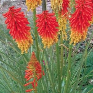 Kniphofia 'Papaya Popsicle' geen maat specificatie 0,55L/P9cm