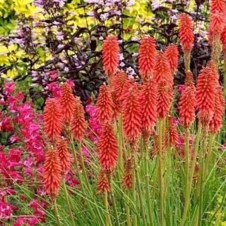 Kniphofia 'Redhot Popsicle' geen maat specificatie 0,55L/P9cm - afbeelding 2