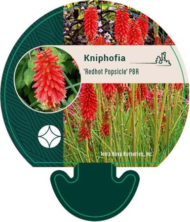 Kniphofia 'Redhot Popsicle' geen maat specificatie 0,55L/P9cm - image 1