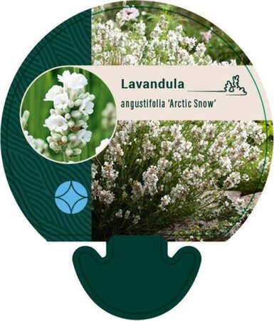 Lavandula ang. 'Arctic Snow' geen maat specificatie 0,55L/P9cm - afbeelding 1