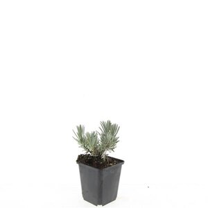 Lavandula ang. 'Arctic Snow' geen maat specificatie 0,55L/P9cm - afbeelding 2