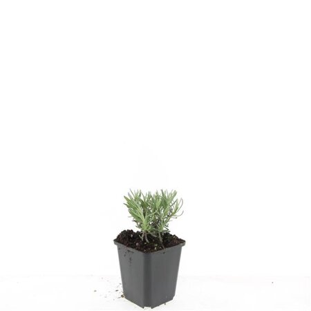 Lavandula ang. 'Arctic Snow' geen maat specificatie 0,55L/P9cm - afbeelding 3