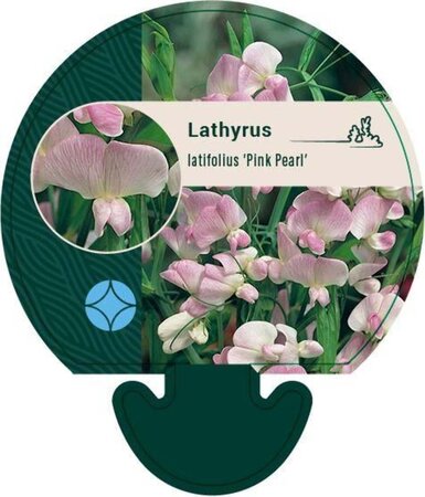 Lathyrus latifolius 'Pink Pearl' geen maat specificatie 0,55L/P9cm