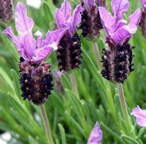 Lavandula stoechas pedunculata geen maat specificatie 0,55L/P9cm - afbeelding 1