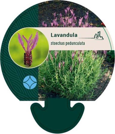 Lavandula stoechas pedunculata geen maat specificatie 0,55L/P9cm - afbeelding 2