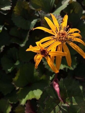 Ligularia d. 'Desdemona' geen maat specificatie 0,55L/P9cm - afbeelding 1