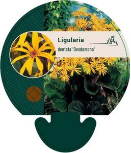 Ligularia d. 'Desdemona' geen maat specificatie 0,55L/P9cm - afbeelding 4