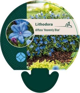 Lithodora d. 'Heavenly Blue' geen maat specificatie 0,55L/P9cm