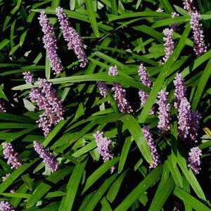 Liriope muscari 'Majestic' geen maat specificatie 0,55L/P9cm - afbeelding 2