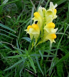 Linaria vulgaris geen maat specificatie 0,55L/P9cm