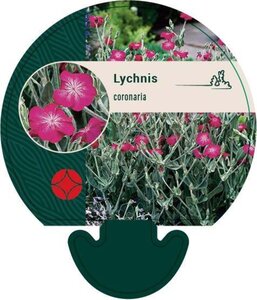 Lychnis coronaria geen maat specificatie 0,55L/P9cm