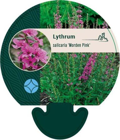 Lythrum sal. 'Morden Pink' geen maat specificatie 0,55L/P9cm