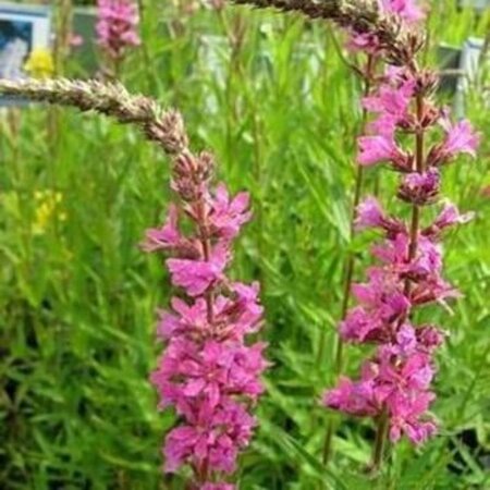 Lythrum sal. 'Morden Pink' geen maat specificatie 0,55L/P9cm - afbeelding 2