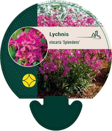 Lychnis viscaria 'Splendens' geen maat specificatie 0,55L/P9cm