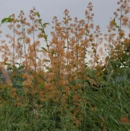 Macleaya m. 'Kelway's Coral Plume' geen maat specificatie 0,55L/P9cm - afbeelding 1