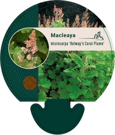 Macleaya m. 'Kelway's Coral Plume' geen maat specificatie 0,55L/P9cm - afbeelding 2