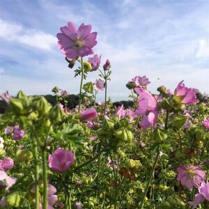 Malva moschata 'Rosea' geen maat specificatie 0,55L/P9cm