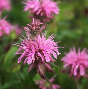 Monarda 'Croftway Pink' geen maat specificatie 0,55L/P9cm - afbeelding 2