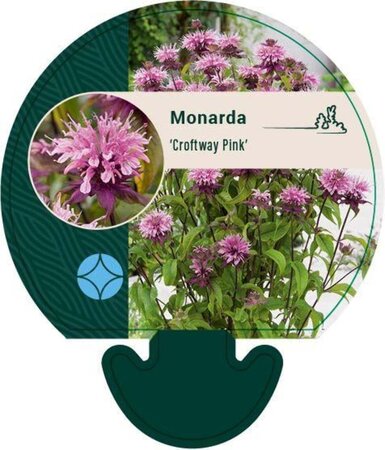 Monarda 'Croftway Pink' geen maat specificatie 0,55L/P9cm - afbeelding 1