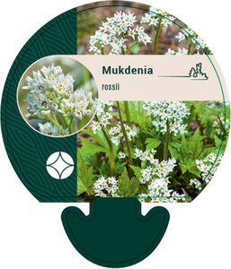 Mukdenia rossii geen maat specificatie 0,55L/P9cm - afbeelding 1