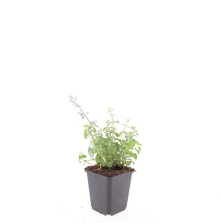 Nepeta 'Grol' geen maat specificatie 0,55L/P9cm - afbeelding 3