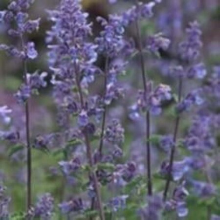 Nepeta 'Grol' geen maat specificatie 0,55L/P9cm - afbeelding 2