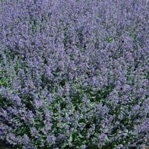 Nepeta 'Kit Cat' geen maat specificatie 0,55L/P9cm - afbeelding 2