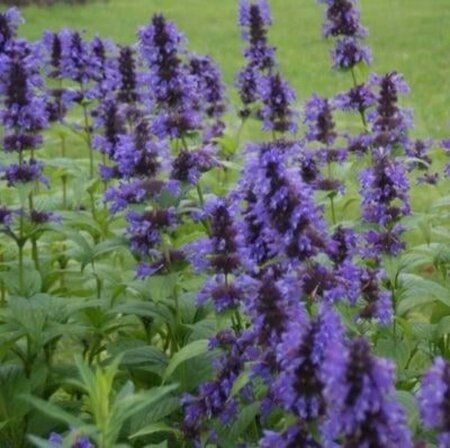 Nepeta kubanica geen maat specificatie 0,55L/P9cm - afbeelding 2