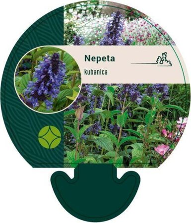 Nepeta kubanica geen maat specificatie 0,55L/P9cm - afbeelding 1