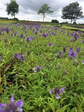 Nepeta nervosa 'Blue Moon' geen maat specificatie 0,55L/P9cm - afbeelding 2