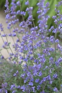 Nepeta 'Senior' geen maat specificatie 0,55L/P9cm