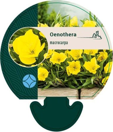 Oenothera macrocarpa geen maat specificatie 0,55L/P9cm - afbeelding 1