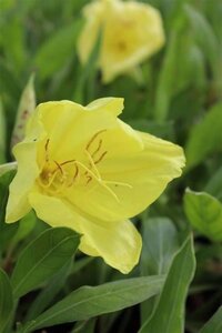 Oenothera macrocarpa geen maat specificatie 0,55L/P9cm - afbeelding 3