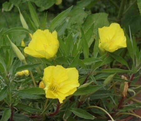 Oenothera macrocarpa geen maat specificatie 0,55L/P9cm - afbeelding 2