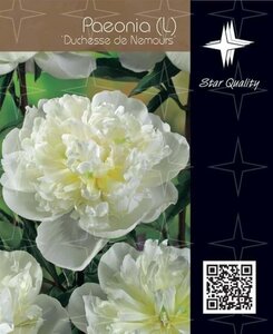 Paeonia (LD) 'Duchesse de Nemours' geen maat specificatie cont. 2,0L - afbeelding 3