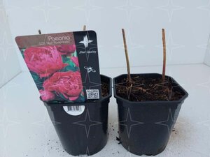 Paeonia (LD) 'Karl Rosenfield' geen maat specificatie cont. 2,0L - afbeelding 3