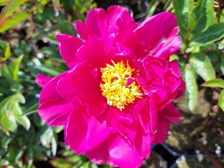 Paeonia (LD) 'Karl Rosenfield' geen maat specificatie cont. 2,0L - afbeelding 2