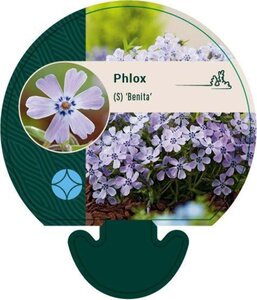 Phlox (S) 'Benita' geen maat specificatie 0,55L/P9cm