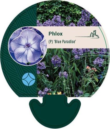 Phlox (P) 'Blue Paradise' geen maat specificatie 0,55L/P9cm