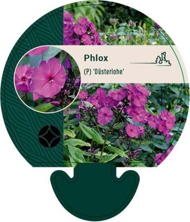 Phlox (P) 'Düsterlohe' geen maat specificatie 0,55L/P9cm - afbeelding 1