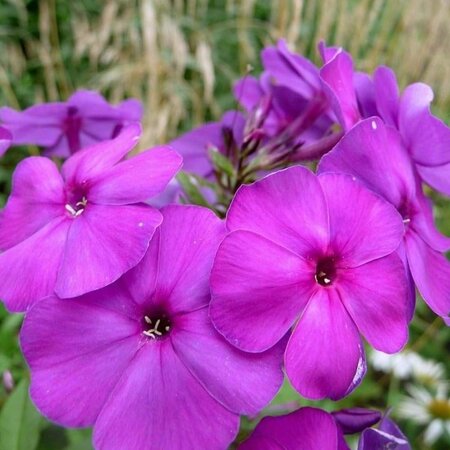 Phlox (P) 'Düsterlohe' geen maat specificatie 0,55L/P9cm - afbeelding 2